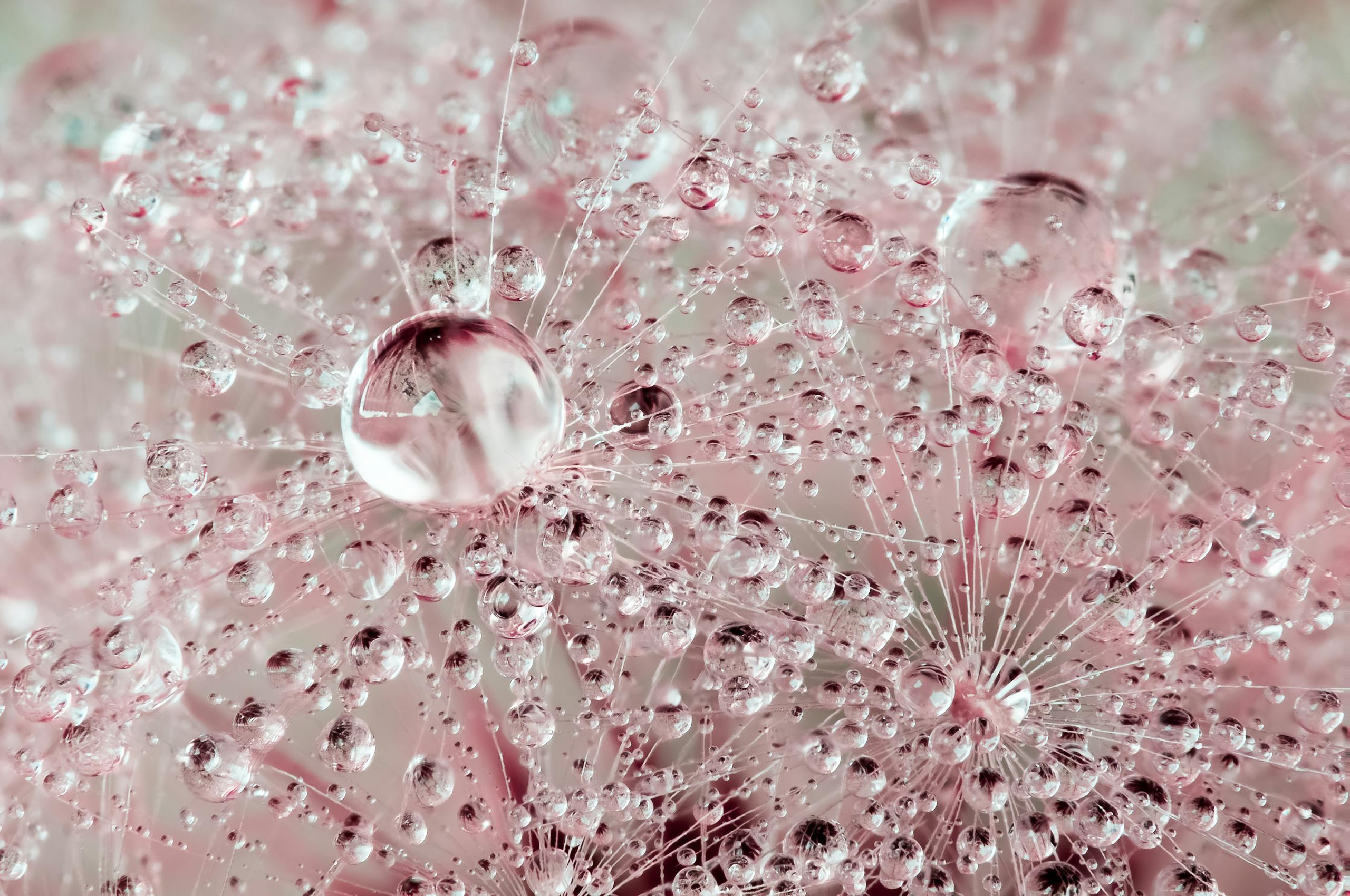 Macro shot of a dandelion seed with delicate water droplets, showcasing intricate details and soft pink hues.